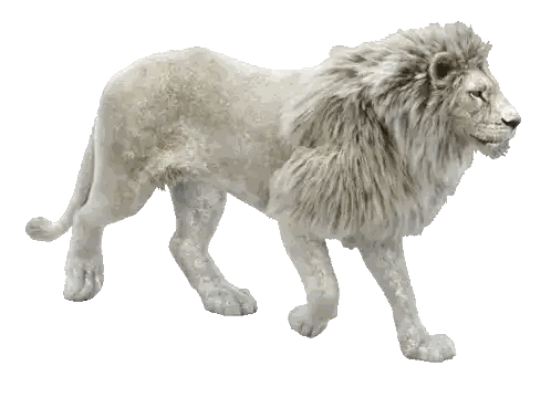White Lion With Long Mane Sticker