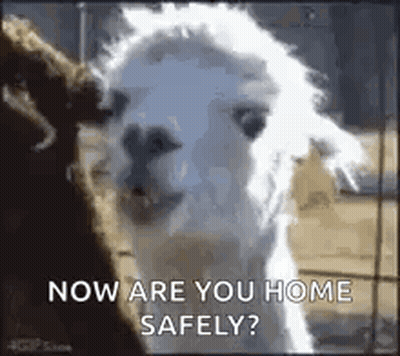 White Llama Next To Brown Llama GIF