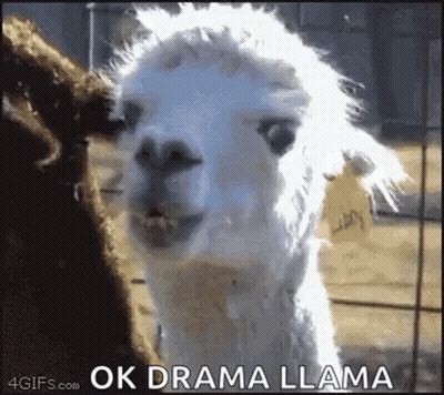 White Llamas In Fenced Area GIF