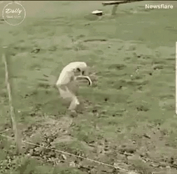 White Monkey Sneaking Running Sideways GIF