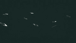 White Moth Paper Airplane GIF