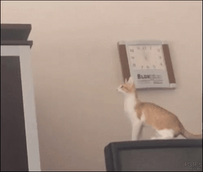 White Orange Cat Fail To Jump GIF
