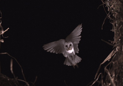 White Owl Flying Through Dark Sky GIF