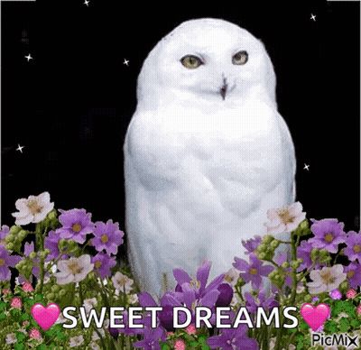 White Owl In Purple Flowers Saying Sweet Dreams GIF