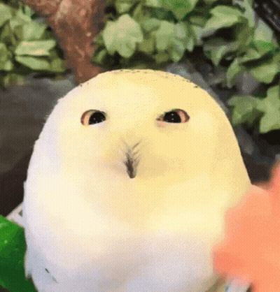 White Owl Looking At Camera GIF