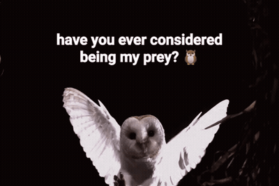 White Owl Wings Outstretched Have You Ever Considered Being My Prey GIF
