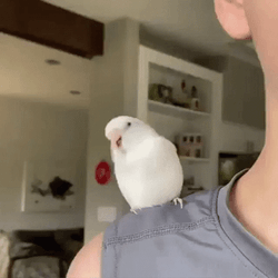 White Parrot Doing Wiggle Movement GIF
