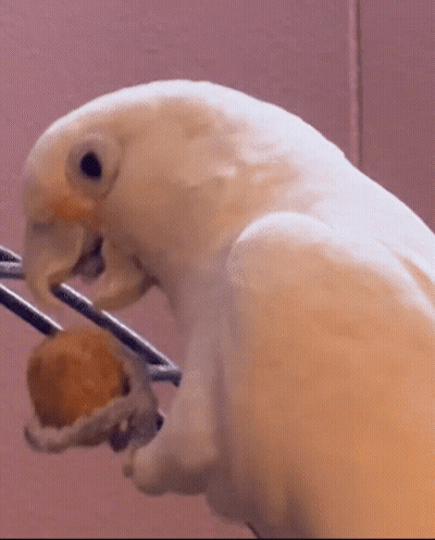 White Parrot Eating Donut GIF