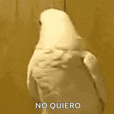White Parrot Saying No Quiero