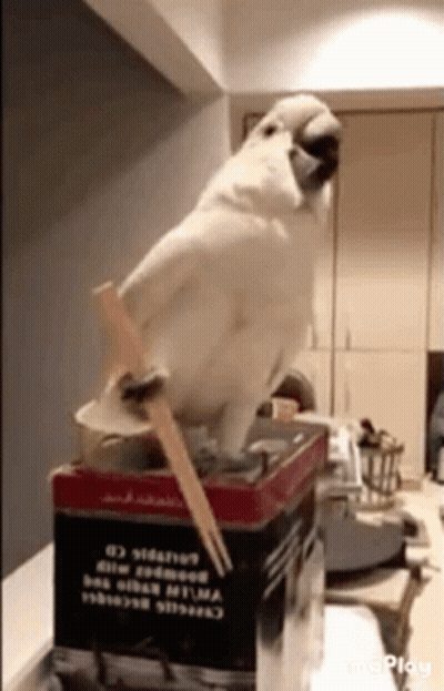 White Parrot Sitting On Box With Chopsticks GIF