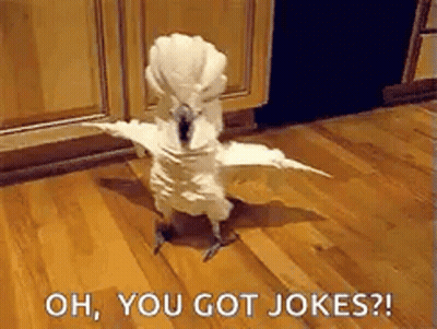 White Parrot Spreading Wings On Wooden Floor GIF