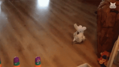 White Parrot Standing In Front Of Stacking Cups ABC D GIF