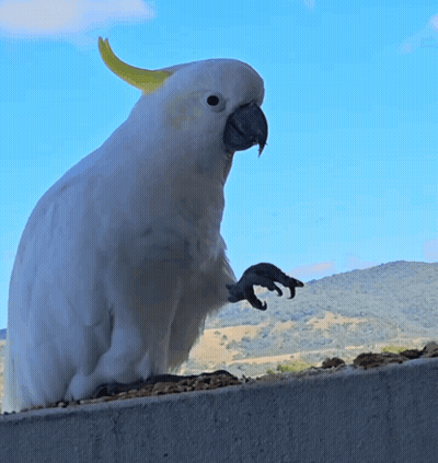 White Parrot With Yellow Beak On Ledge With Mountains GIF