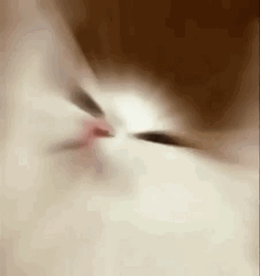 White Party Cat GIF