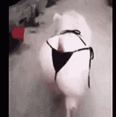 White Pig Walking In Black Bikini GIF