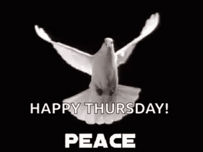 White Pigeon Flying Saying Happy Thursday Peace GIF