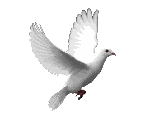 White Pigeon Flying With Spread Wings Sticker
