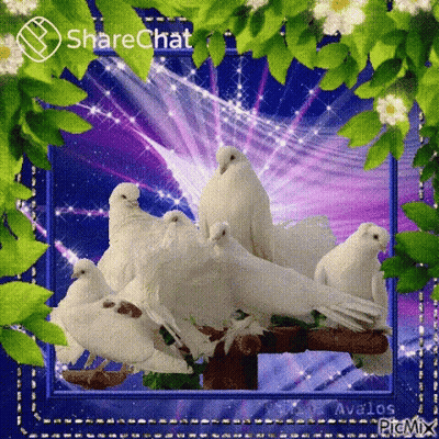 White Pigeons Sitting On Tree Branch GIF