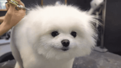 White Pomeranian Being Groomed GIF