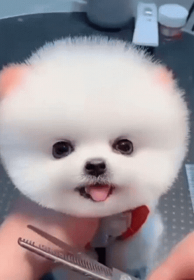 White Pomeranian Being Groomed GIF