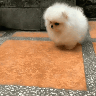 White Pomeranian Walking On Tiled Floor GIF