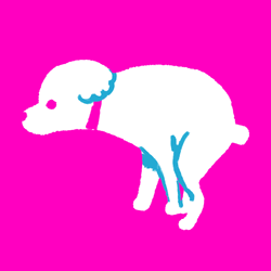 White Pup Pink Background Pooping GIF