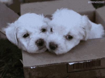 White Puppies Cardboard Box Trendizisst GIF