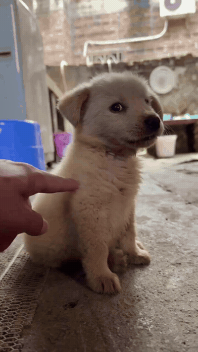 White Puppy Being Petted By Finger GIF
