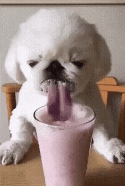 White Puppy Drinking Pink Milkshake Tongue Out GIF
