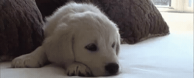 White Puppy Laying On Bed Next To Pillows GIF