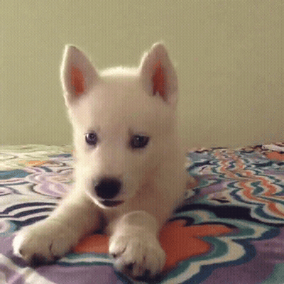 White Puppy Laying on Colorful Blanket