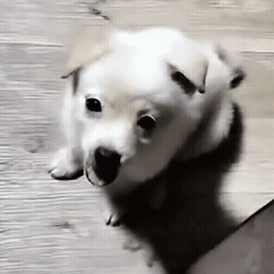 White Puppy Looking At Camera On Wooden Floor GIF