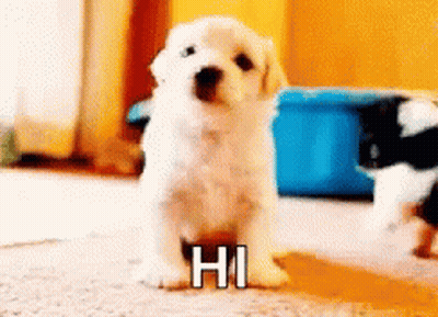 White Puppy Saying Hi GIF