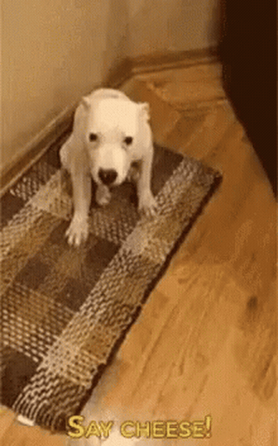White Puppy Saying Say Cheese GIF