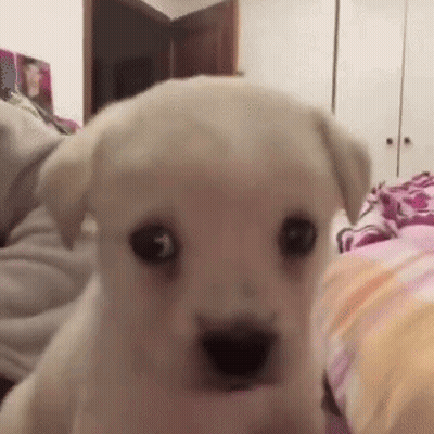 White Puppy Sitting On Bed GIF