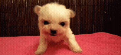 White Puppy Sitting On Pink Blanket GIF
