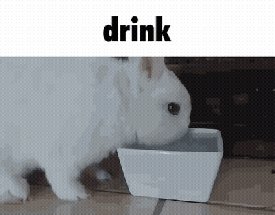 White Rabbit Drinking From White Bowl GIF