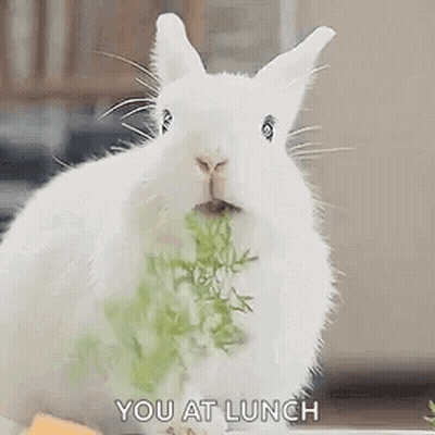 White Rabbit Eating Carrot GIF