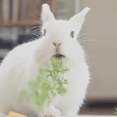 White Rabbit Eating Greens GIF