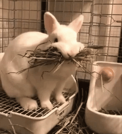 White Rabbit Eating Hay GIF