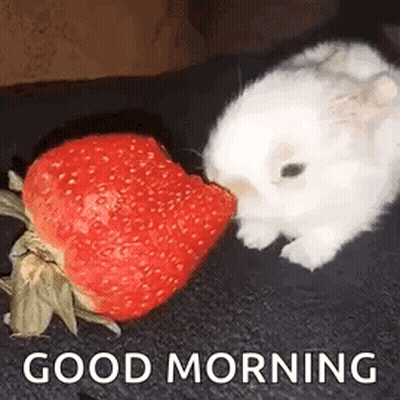 White Rabbit Eating Strawberry Good Morning GIF