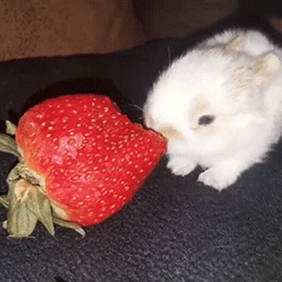 White Rabbit Eating Strawberry GIF