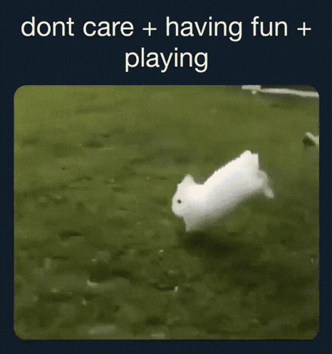 White Rabbit Having Fun Playing GIF