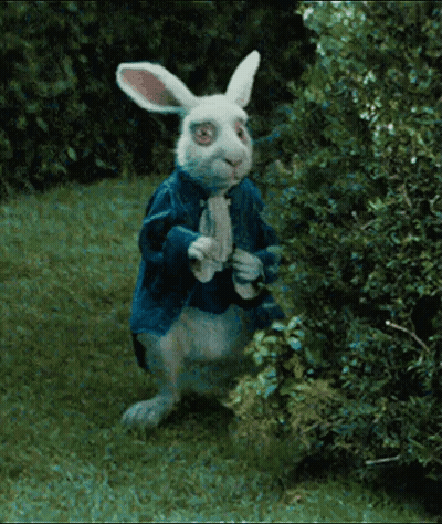 White Rabbit In Blue Jacket GIF