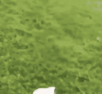 White Rabbit Jumping Over Chairs GIF