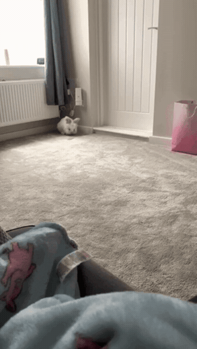 White Rabbit Laying on Floor