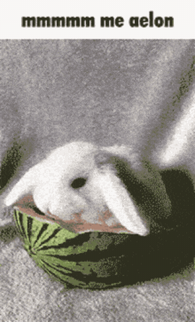White Rabbit Lying In Watermelon Slice GIF