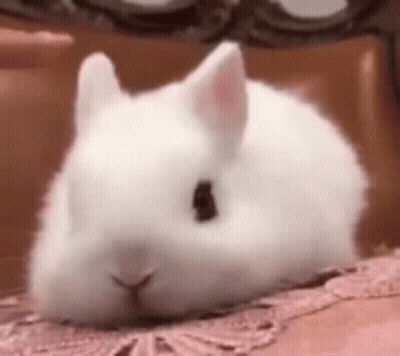 White Rabbit Lying On Bed Looking At Camera GIF
