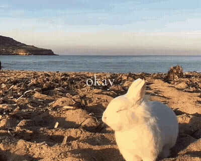White Rabbit On Beach Saying Okay GIF