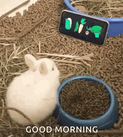 White Rabbit Sitting Beside Bowl And Phone Saying Good Morning GIF